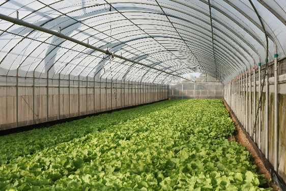 Greenhouse